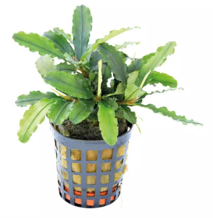Bucephalandra Theia green - Akvaarion etualan kasvit - 86771 - 1