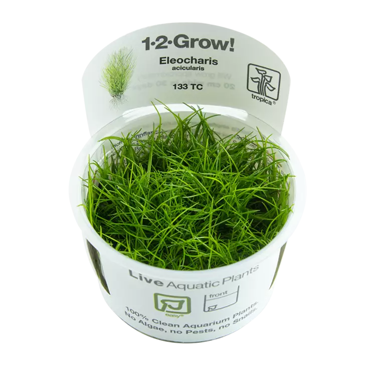 Hapsiluikka Vitrokupissa - Akvaarion keskialan kasvit - 87501 - 1