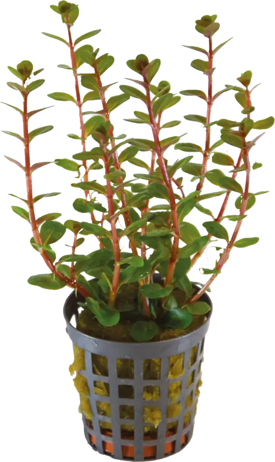 Hentorotala verenpunainen Ruukku - Akvaarion taka-alan kasvit - 89551 - 1