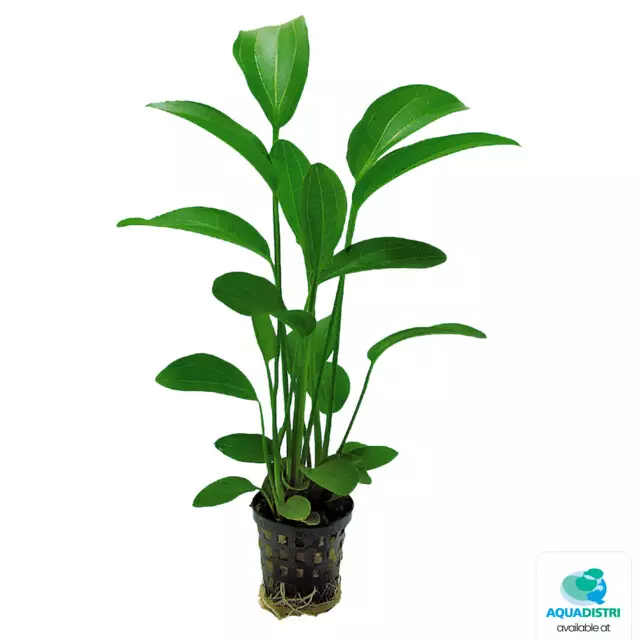 Herttamiekka Xl 8Cm Ruukku - Akvaarion keskialan kasvit - 81301 - 1