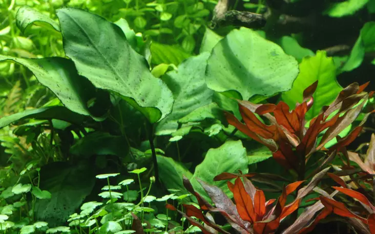 Herttakeihäslehti Anubias barteri caladiifolia - Akvaarion keskialan kasvit - 80581 - 1