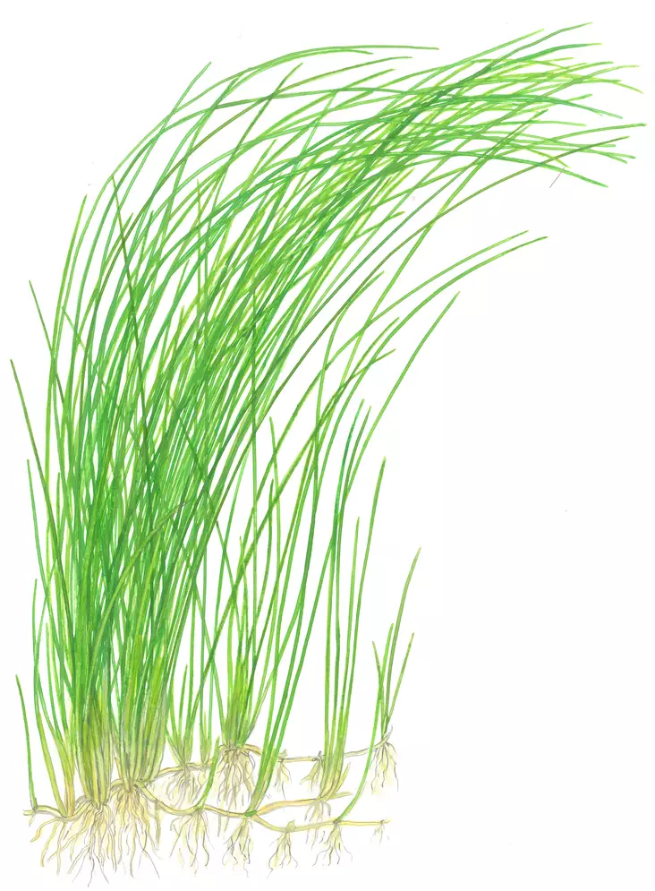 Isoluikka Ruukku - Akvaarion keskialan kasvit - 81521 - 1