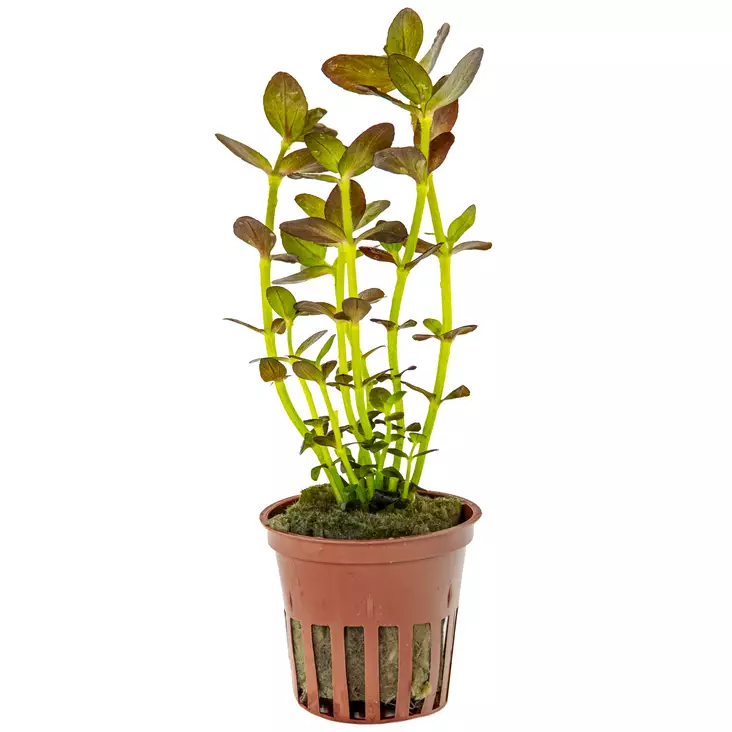 Isorasvalehti purppura Ruukku - Akvaarion keskialan kasvit - 85841 - 1