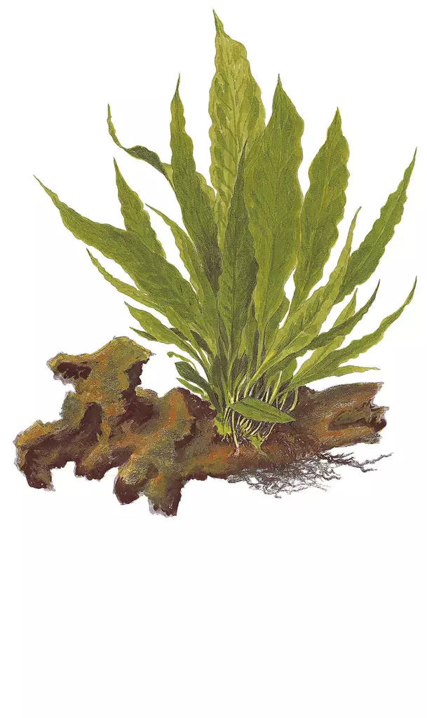 Jaavansaniainen Ruukku - Akvaarion keskialan kasvit - 86941 - 1