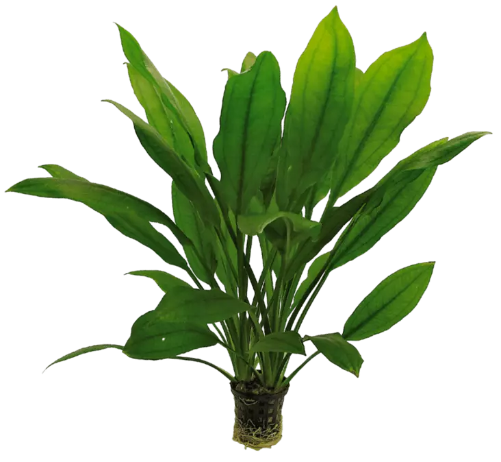 Jättimiekka Xl 8Cm Ruukku - Akvaarion keskialan kasvit - 81201 - 1