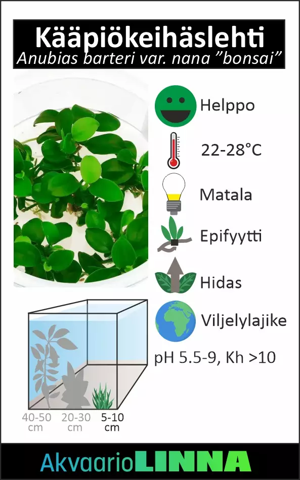 Kääpiökeihäslehti Bonsai Ruukku - Akvaarion etualan kasvit - 89051 - 1