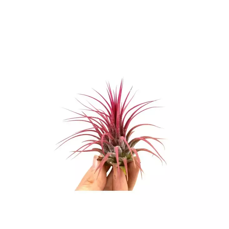 Käpytillandsia punainen - Ilmakasvit terraarioon - 097.3031 - 1