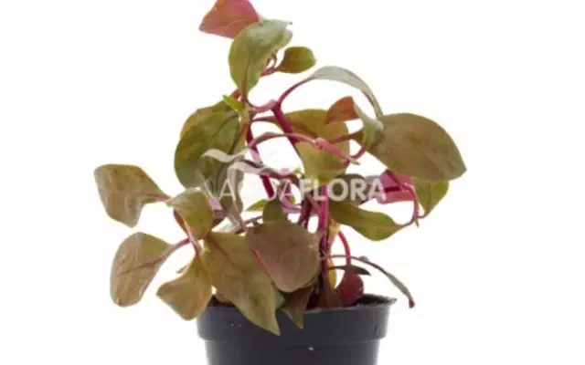 Kardinaalipapukaijalehti Ruukku - Akvaarion keskialan kasvit - 80551 - 1