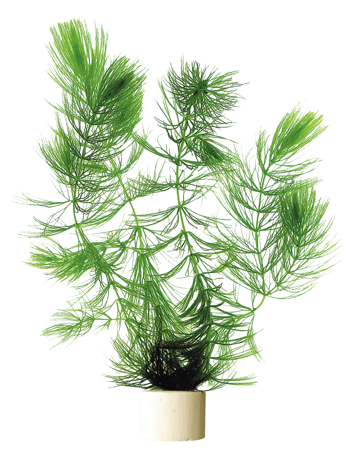 Karvalehti Nippu - Akvaarion taka-alan kasvit - 83391 - 1