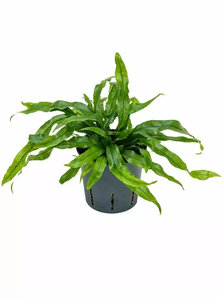 "Kengurusaniainen" ruukku - Kostean terraarion kasvit - 097.2671 - 1