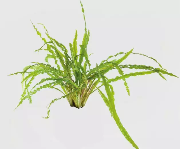 Kurttumelalehti Vitrokupissa - Akvaarion taka-alan kasvit - 87471 - 1