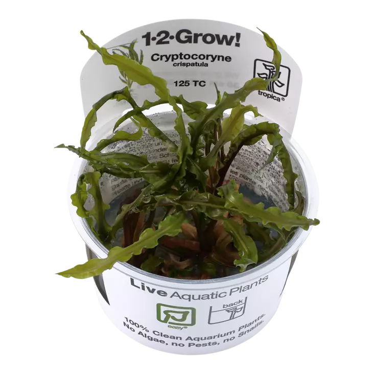 Kurttumelalehti Vitrokupissa - Akvaarion taka-alan kasvit - 88631 - 1