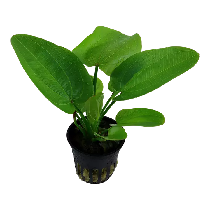 Miekka Aquartica Ruukku - Akvaarion keskialan kasvit - 81151 - 1