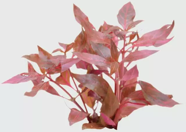 Kardinaalipapukaijalehti Kirjava Vitro - Akvaarion keskialan kasvit - 88461 - 1