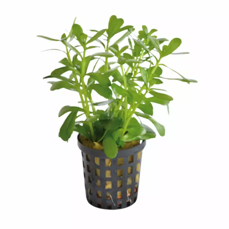 Pikkurasvalehti compacta - Akvaarion etualan kasvit - 80761 - 1