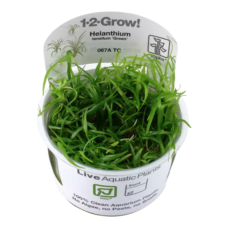 Pikkusuokki, vihreä värimuoto Vitrokupissa - Akvaarion etualan kasvit - 87491 - 1