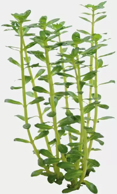 Rotalalaji, Rotala indica Vitrokupissa - Akvaarion keskialan kasvit - 883381 - 1