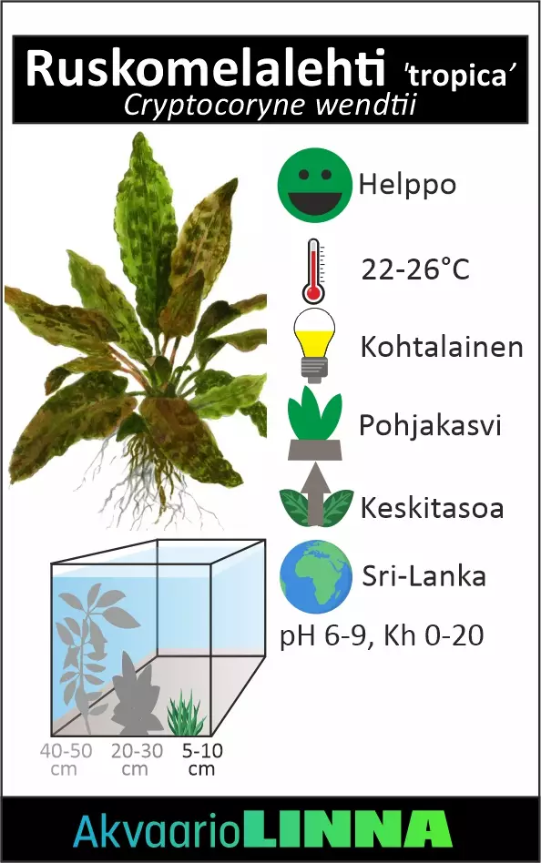 Ruskomelalehti Tropica Xl Ruukku - Akvaarion keskialan kasvit - 81051 - 1