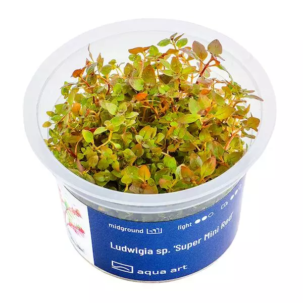 Rusolehti mini super red Vitrokupissa - Akvaarion etualan kasvit - 81481 - 2