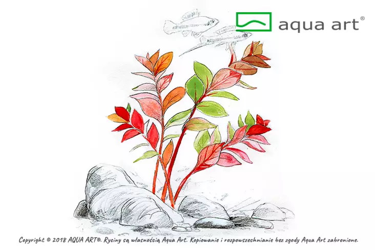 Rusolehti mini super red Vitrokupissa - Akvaarion etualan kasvit - 81481 - 1