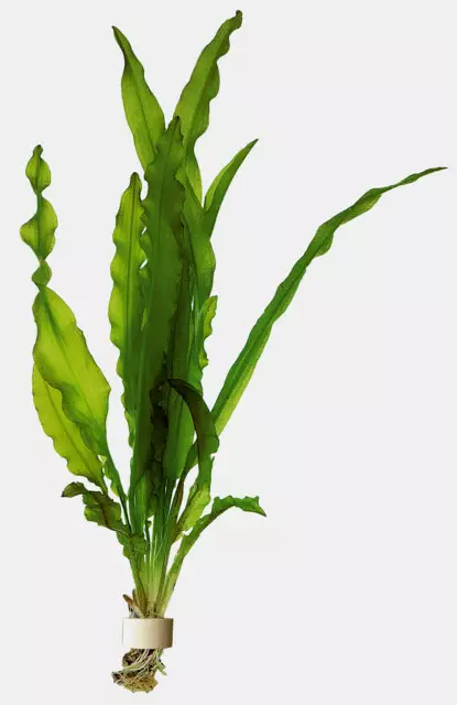 Rusoverkkolehti Ruukku - Akvaarion taka-alan kasvit - 80731 - 1