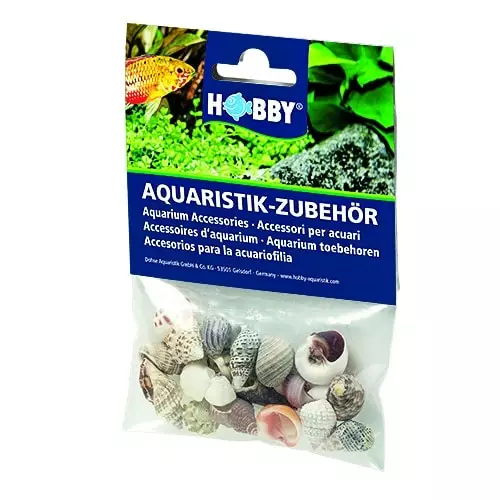 Simpukankuori Lajitelma S - Muut koristeet - D40221 - 1