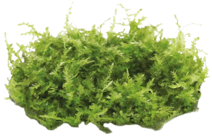 Singaporensammal vitrokupissa - Akvaarion sammalet - 86751 - 1