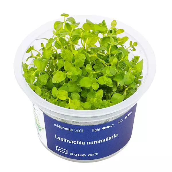 Suikeroalpi Vitro Kupissa - Akvaarion keskialan kasvit - 81831 - 1