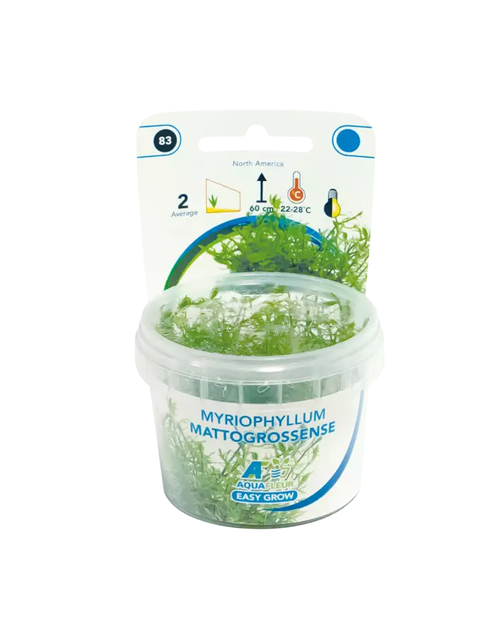 Sulkaärviä Vitrokupissa - Akvaarion taka-alan kasvit - 89631 - 4