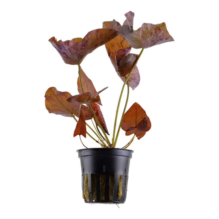 Tiikerilumme Ruukku - Akvaarion taka-alan kasvit - 87411 - 1