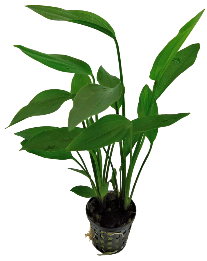 Tummamiekka Ruukku - Akvaarion keskialan kasvit - 811531 - 1