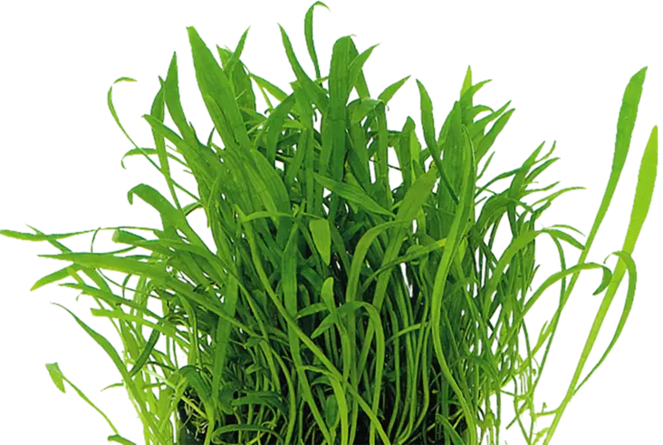 UUDENSEELANNINKÄÄPIÖRUOHO VITROKUPISSA - Akvaarion etualan kasvit - 87541 - 1