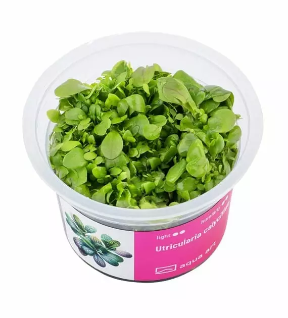 Utricularia calycifida - Lihansyöjäkasvit terraarioon - X50001 - 1