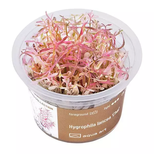 Vesitähdikki lancea "chai" Vitrokupissa - Akvaarion taka-alan kasvit - 88031 - 1