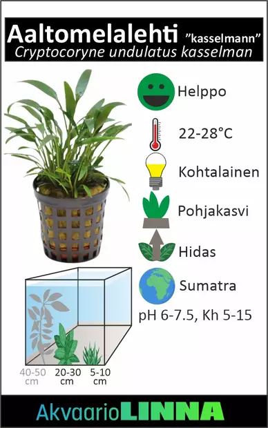 Aaltomelalehti Kasselman Ruukku - Akvaarion keskialan kasvit - 81042 - 2