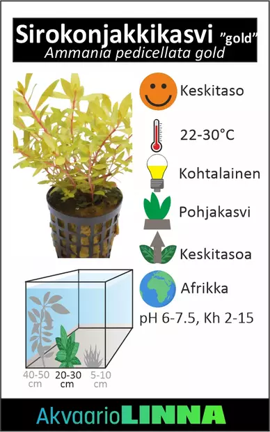 KONJAKKIKASVI KULTA - Akvaarion keskialan kasvit - 80112 - 3