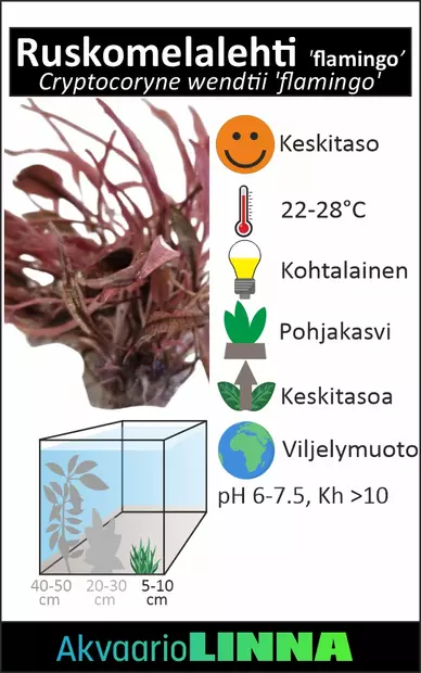 Melalehti Laji flamingo Ruukku - Akvaarion keskialan kasvit - 81022 - 1