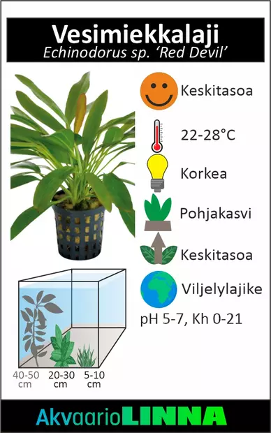 Punainen paholainen miekka Ruukku - Akvaarion keskialan kasvit - 81422 - 2