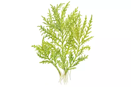 Vesitähdikki laji. vitrokupissa - Akvaarion taka-alan kasvit - 88512 - 2