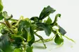 Bucephalandra Bukit kelam vitrossa - Akvaarion etualan kasvit - 89972 - 4