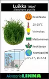 Hapsiluikka "Mini" Vitrokupissa - Akvaarion etualan kasvit - 87502 - 6