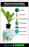 Herttamiekka Fluitans Ruukku - Akvaarion keskialan kasvit - 81152 - 3