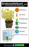KONJAKKIKASVI KULTA - Akvaarion keskialan kasvit - 80112 - 3