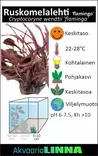 Melalehti Laji flamingo Ruukku - Akvaarion keskialan kasvit - 81022 - 1