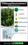 "Pikkuapilasaniainen" Vitrokupissa - Akvaarion etualan kasvit - 89132 - 11