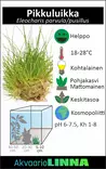 Pikkuluikka Ruukku - Akvaarion etualan kasvit - 81522 - 2