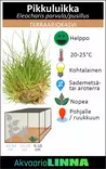 Pikkuluikka Ruukku - Akvaarion etualan kasvit - 81522 - 3