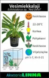 Punainen paholainen miekka Ruukku - Akvaarion keskialan kasvit - 81422 - 2