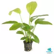 Ruusumiekka Xl 8Cm Ruukku - Akvaarion keskialan kasvit - 81302 - 1