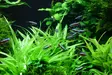 Sirosuokki "Quadricostatus" Vitrokupissa - Akvaarion etualan kasvit - 87492 - 4